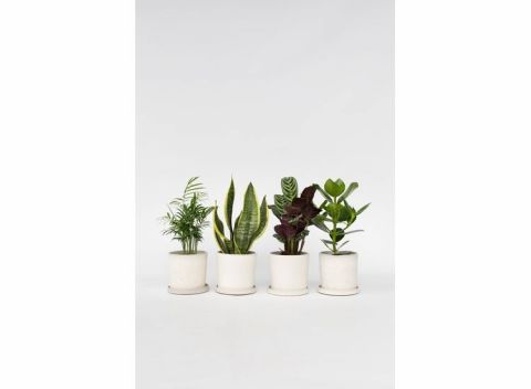 Set van 4 oersterke ‘Easy-care’ kamerplanten