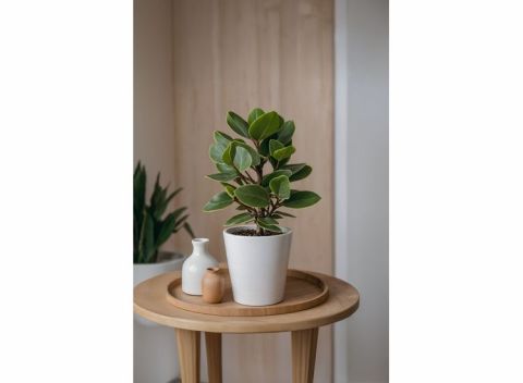 Clusia Rosea Princess XL