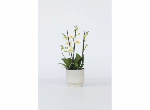 Phalaenopsis Multiflora Orchidee wit