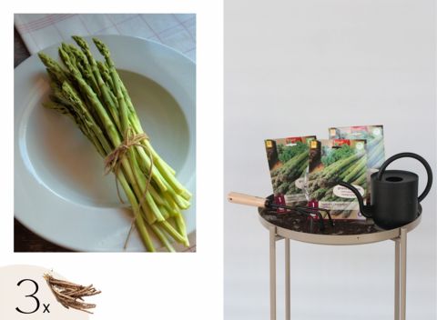 Asparagus 'Gijnlim'- set van 3