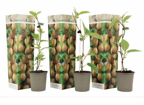 Set van 3 Kiwi planten