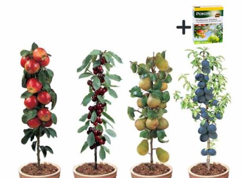 Fruitbomen inclusief pokon plantvoeding