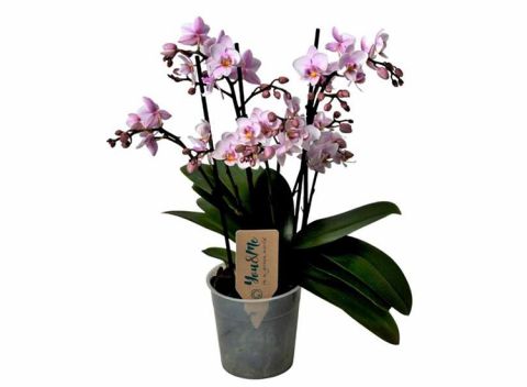 Phalaenopsis Multiflora Orchidee roze