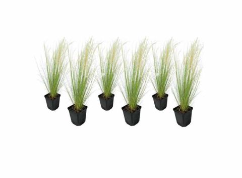 Stipa 'ponytail' grassen - set van 6 