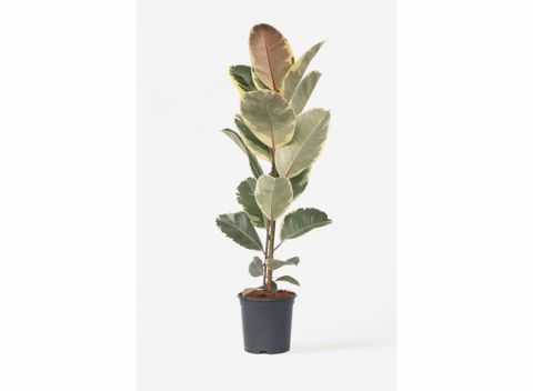 Ficus Elastica Tineke