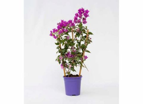 Bougainvillea op rek - paars