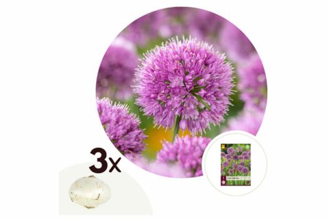Allium Millenium bloembollen - set van 3 bollen