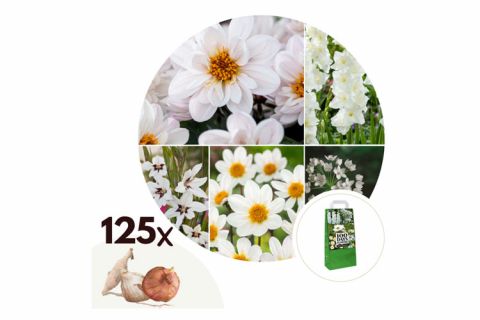 Zomer bloembollen Wit- mix van 125