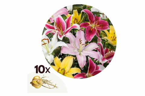Lilium Orientalis Pastel - mix van 10