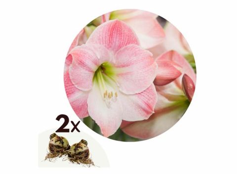 Flowerbulbs Amaryllis bulb 'pink-white' - set of 2