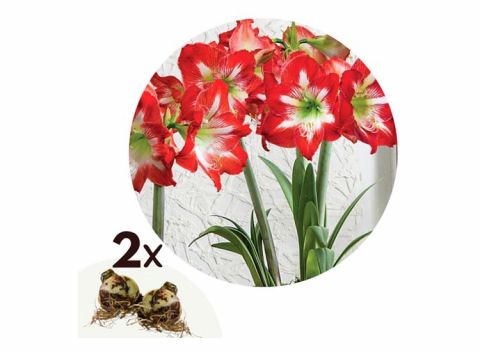 Flowerbulbs Amaryllis bulb 'red-white' - set of 2