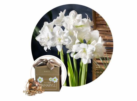 Flowerbulbs Amaryllis in giftbox - White