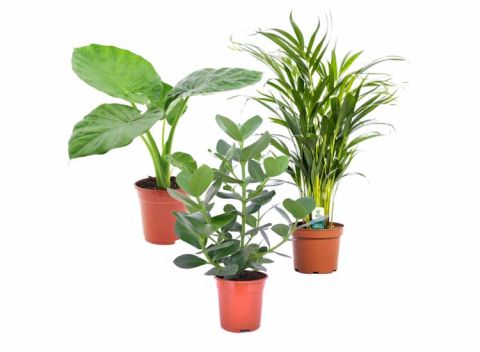 Green plant mix - mix of 3