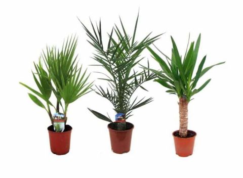 Indoorpalm - mix of 3