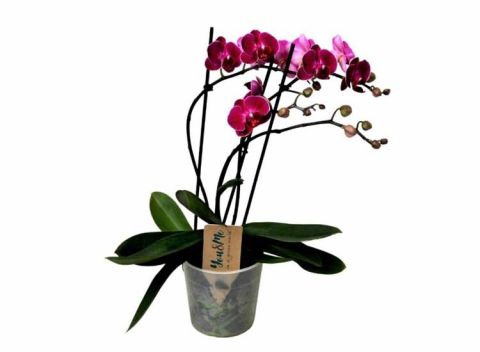 Phalaenopsis Multiflora Orchidee paars