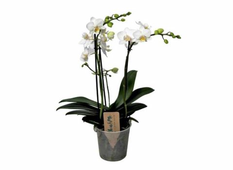 Phalaenopsis Multiflora Orchidee wit