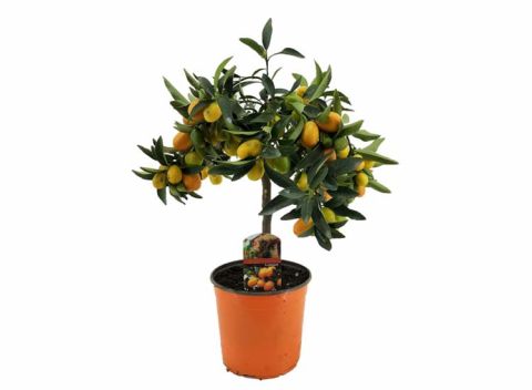 Citrus Kumquat op stam