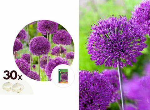Alliumbollen 'Purple Sensation' - set van 30 bollen