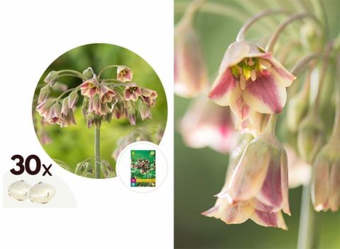 Allium 'Nectaroscordum' - set van 30 bollen