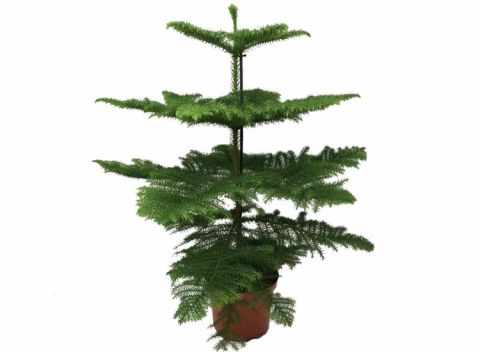 Araucaria 'Norfolk Pine' XL