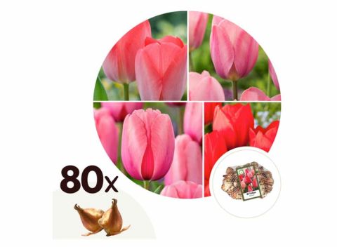 Tulpenbollen 'Tulipa Pink & Red' - Mix - set van 80 bollen