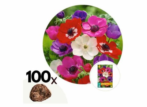 Anemoon bloembollen 'de Caen Mix' - mix van 100 bollen