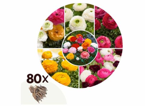 Ranunculus bloembollen - mix van 80 bollen